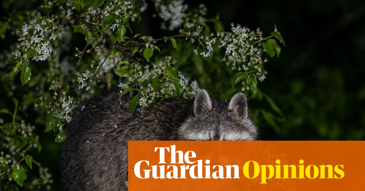 Are raccoons AKA trash pandas really evolving into cute pets? One theory says yes | Helen Pilcher