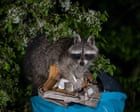Raccooni: evoluzione verso la domestica?