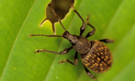 An adult vine weevil eating a leaf.