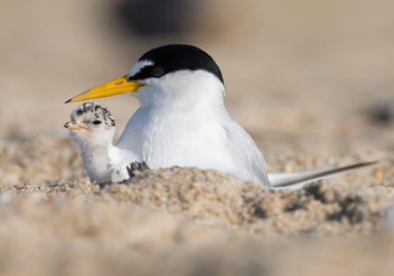 Tern with chick on a beach