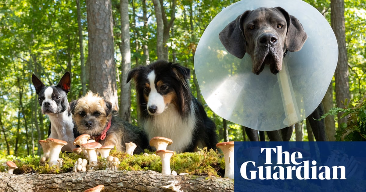 Having an adorable 15lb mutt as a hero made my job a little bit easier Strays director Josh Greenbaum The Guardian Having an adorable 15lb mutt as a hero made my job a little bit easier Strays director Josh Greenbaum The Guardian