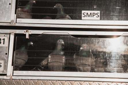 Pigeons waiting to be liberated in Ballina, NSW.