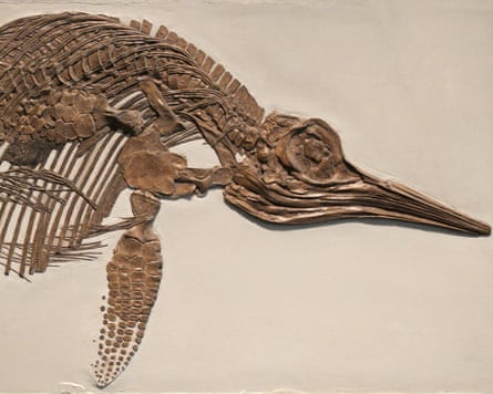 Ichthyosaur fossil