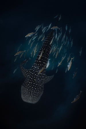 A whale shark, and company, Western Australia