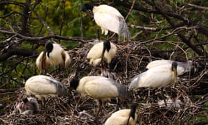 A group of black-headed ibis (threskiornis aethiopicus) tend to their newly-hatched chicks on the outskirts of Ajmer, Rajasthan, India