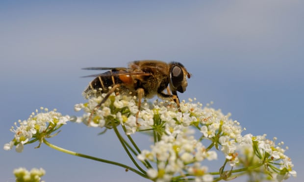 The drone fly, an important pollinator.