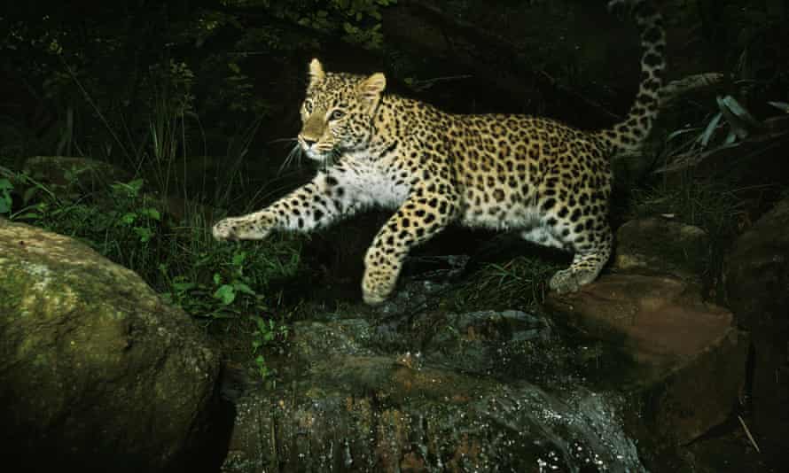 An adult Persian leopard jumps on the water.