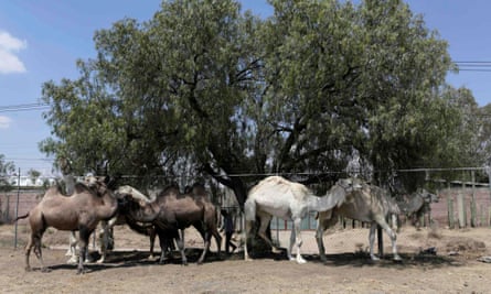 dromedary bactrian camels mexico circus