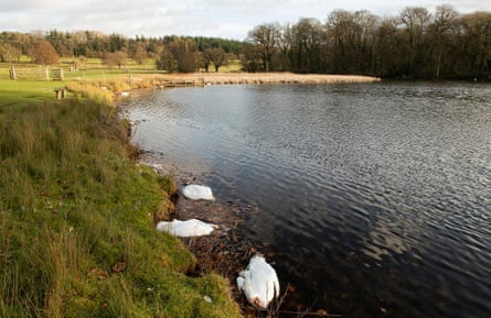 The bodies of swans floating at the edge of a lake 