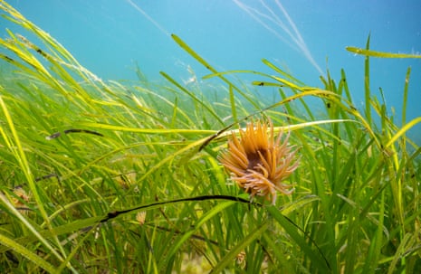 Seagrass meadow in Orkney.