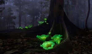 Ghost MushroomsFirst place, Plants and Fungi. Nicknamed ghost mushrooms due to its eerie green glow, the scientific names of these bioluminescent mushrooms are Omphalotus Nidiformis. The glow is very much visible to the naked eyes in complete darkness. They are found in certain forests in Australia