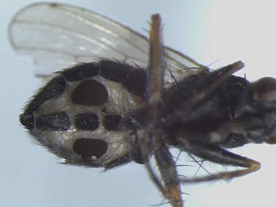A fly infected with the fungus Strongwellsea tigrinae