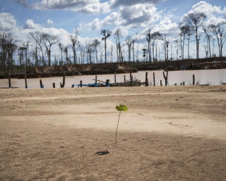 A tree planted by police during the first Operación Mercurio II amid jungle destroyed by illegal miners in Peru’s Tambopata province in 2019.