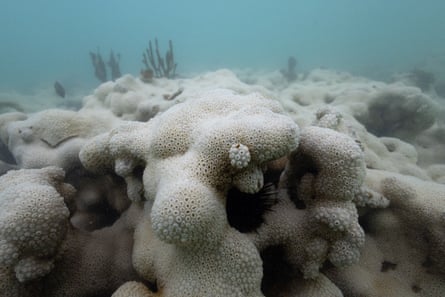 A bleached coral reef under the sea