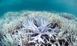 Bleached coral in New Caledonia in the southern Pacific