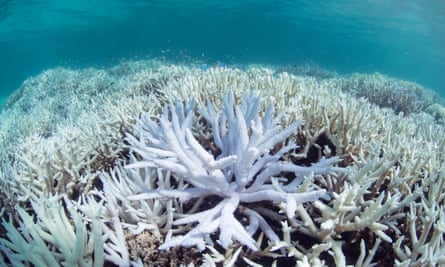 Coral bleached white in the sea
