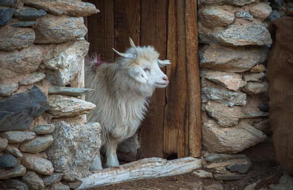 A Changra goat in its enclosure after a long, cold day in the mountains.