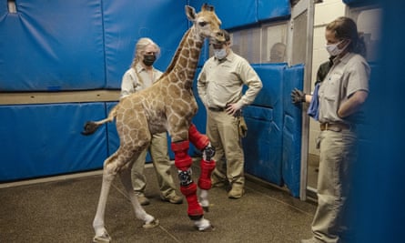 We saved a giraffe's life': calf fitted with braces to correct bent legs |  San Diego | The Guardian