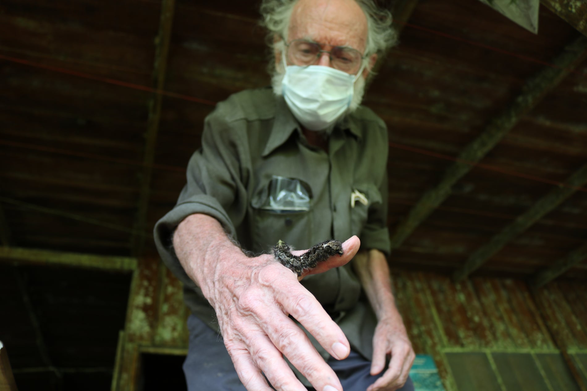 ‘Half the tree of life’: ecologists’ horror as nature reserves are emptied of insects