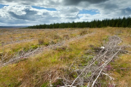 Many felled trees are left to rot in the ploughed furrows because of the costs of hauling them away