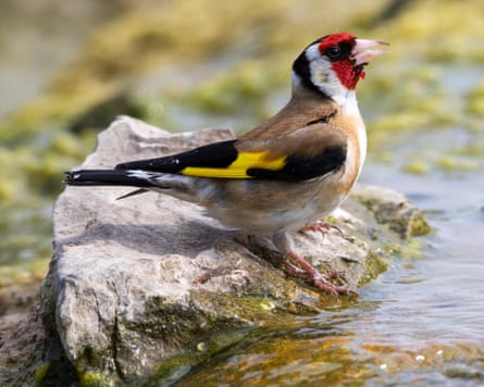 The Goldfinch’s song has a ‘tinkling’ quality.