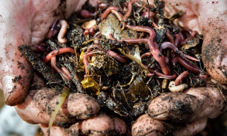 Close up of a man’s muddy hands holding earthworms in freshly dug soil from a compost heap.