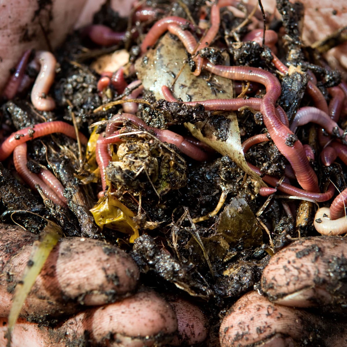 Vital for looking after the soil': fears as UK earthworm population  declines, Animals