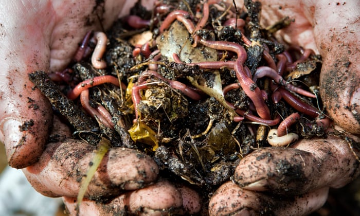 Worm Composting A Beginner S Guide, How To Grow A Worm Farm For Fishing