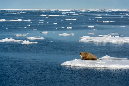 A walrus rests on an ice floe near Svalbard, Norway. A new study predicts that summer sea ice floating on the surface of the Arctic Ocean could disappear entirely by 2035.