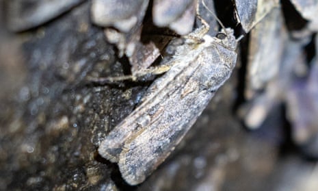 Populations of bogong moth have bounced back in the eastern Australia’s alpine regions. 