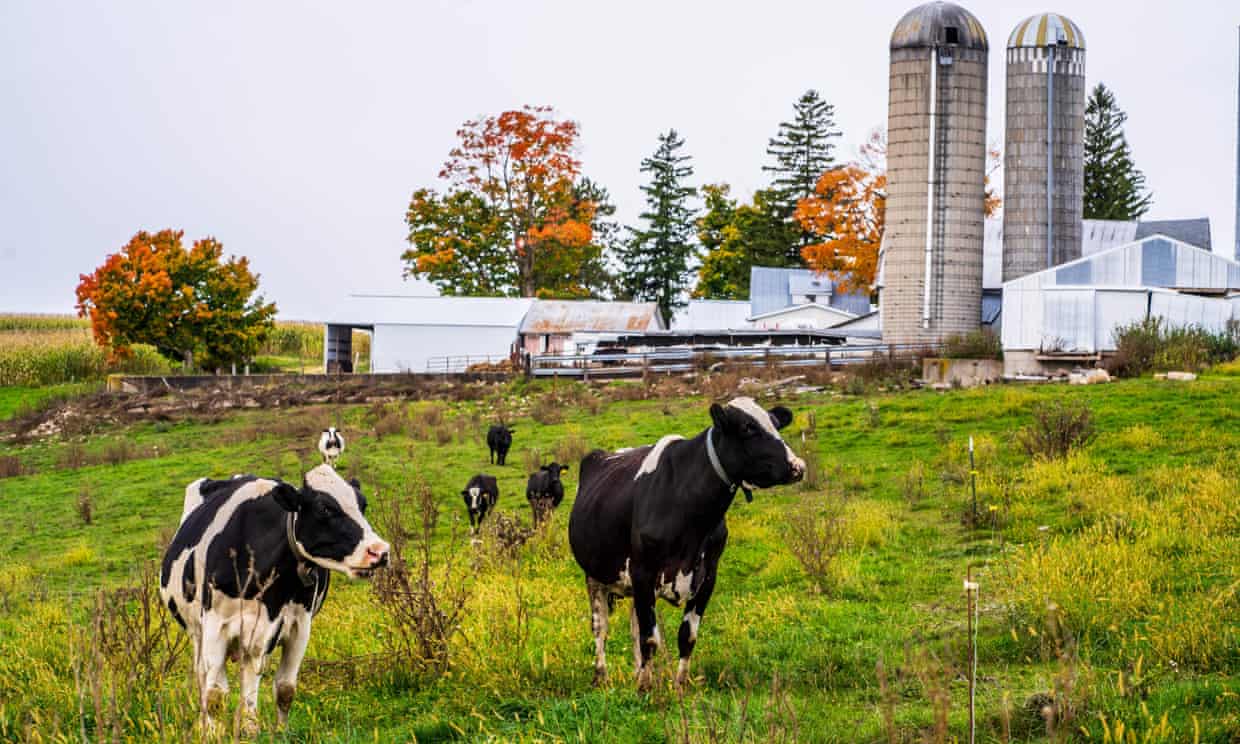 US dairy policies drive small farms to ‘get big or get out’ as monopolies get rich (theguardian.com)