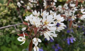Blossom in Bristol photographed by Becky Chapman.