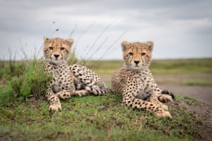 Cheetah cubs, Tanzania