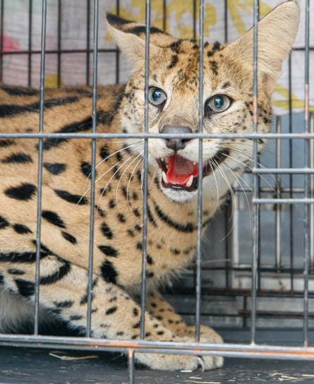 A cat in a cage.