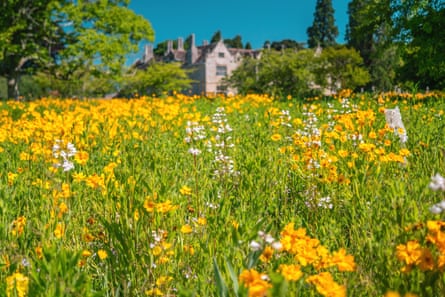 A sea of yellow flowers in front of pink building