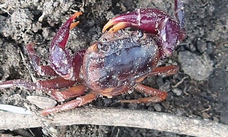 Afzelius's crab