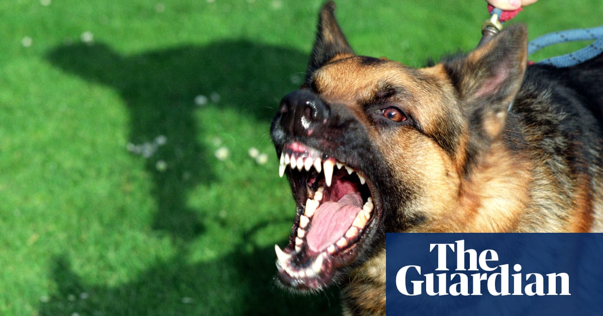 Lockdown, bad breeds or just poor training? Why are dog bites on the rise  in Britain? | Dogs | The Guardian