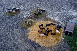 Wehrheim, Germany Icelandic horses keep to dry land near Frankfurt after heavy rain falls during recent days