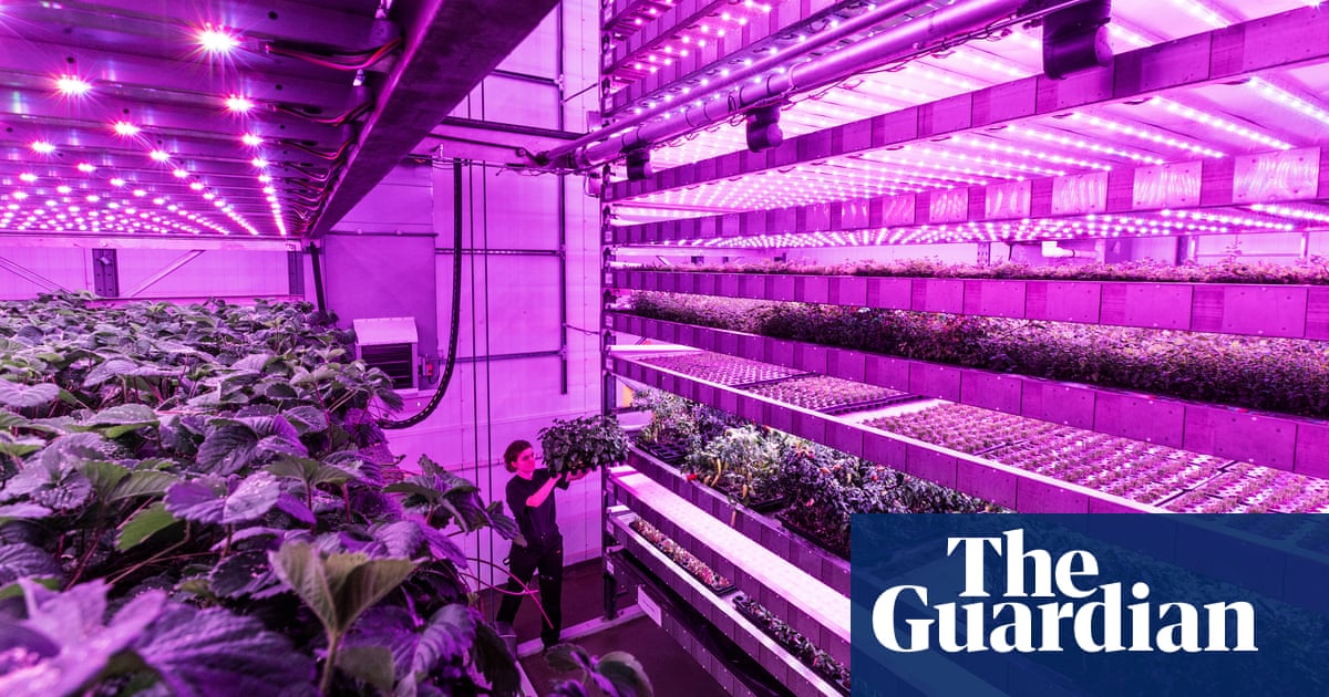 ‘A growing machine’: Scotland looks to vertical farming to boost tree stocks