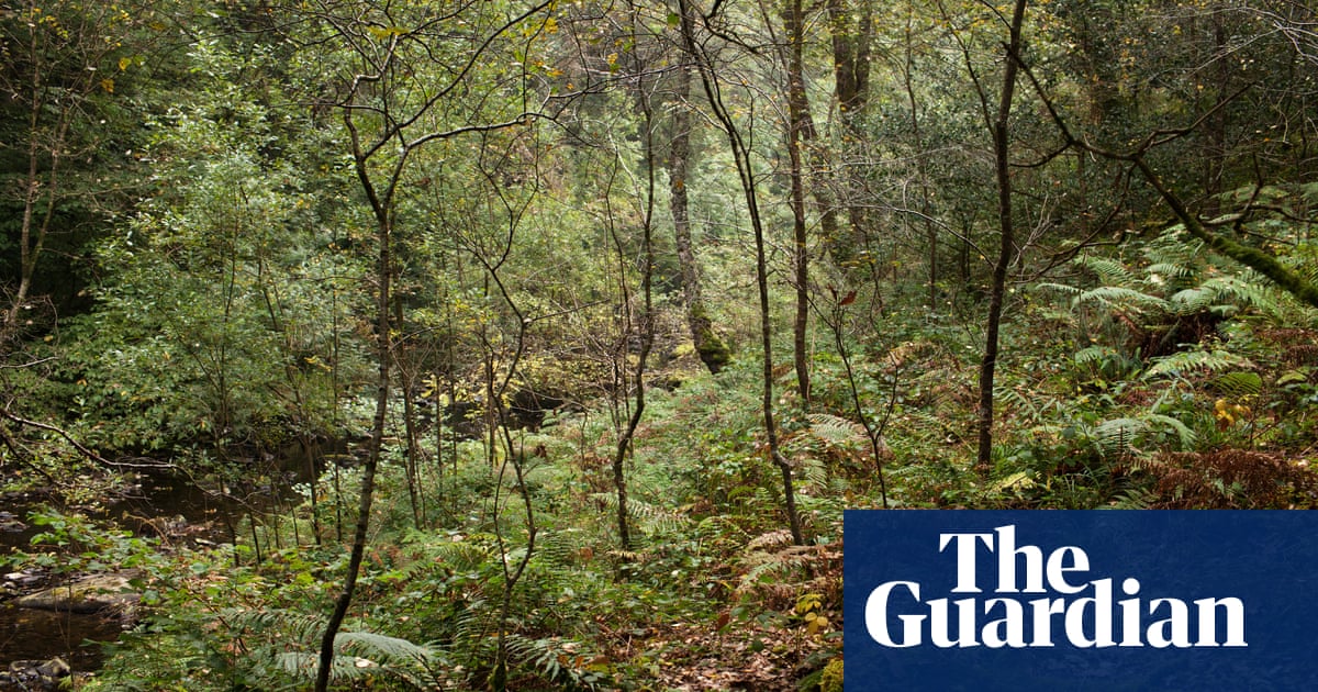 Plantwatch: project under way to restore Britain’s rainforests