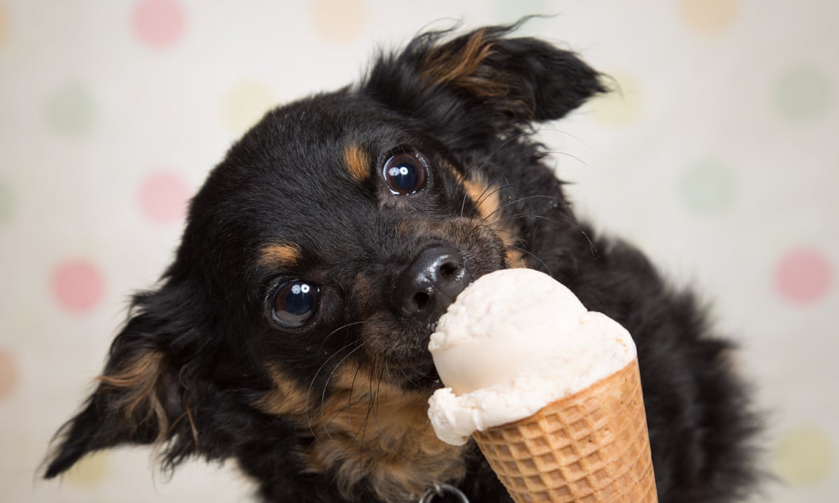 Is it OK to share an ice-cream with your dog? | Pets | The ...