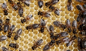 Beekeepers in the US lost 40% of their colonies in the past year, raising concerns about the effects of pesticides.