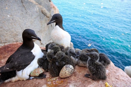 In the Arctic, thick billed murres are having to leave their nests more often to cool down, meaning eggs and chicks are left vulnerable to predators