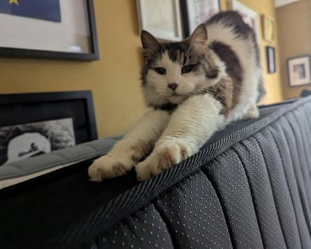 Iggy stretches on the Origin Hybrid Pro mattress