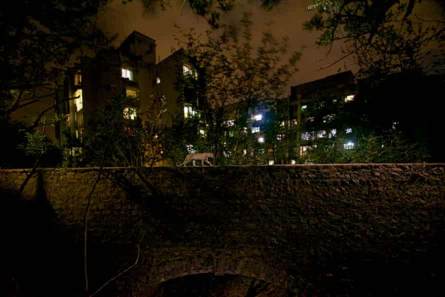 A nighttime scene shows a leopard walking across a stone bridge with big city buildings and lights in the background.