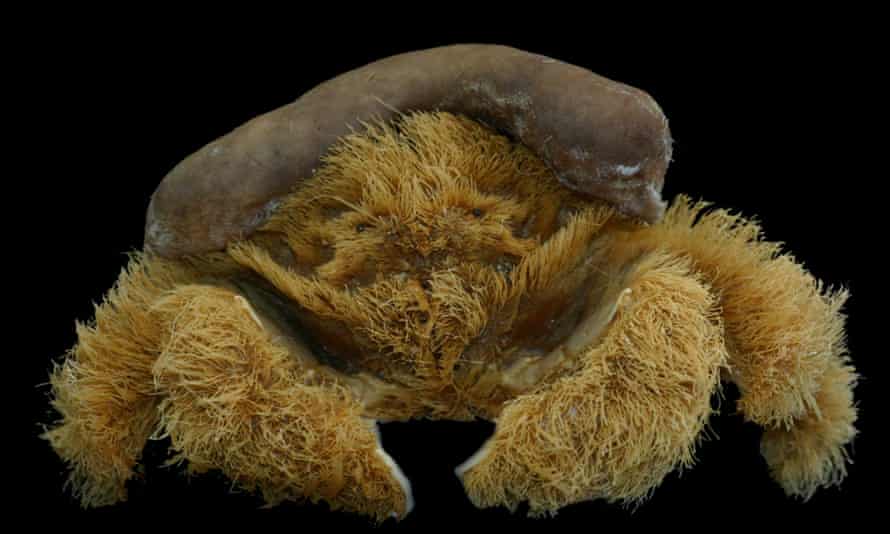 A newly discovered species of crab found off Western Australia’s south coast. Sponge crab (Lamarckdromia beagle)