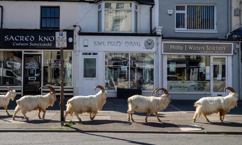 Goats’ town ... the visitors enjoy the quiet streets near Trinity Square, Llandudno. Photograph: Peter Byrne/PA