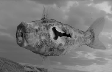 Holly Birtles Fighting Fish