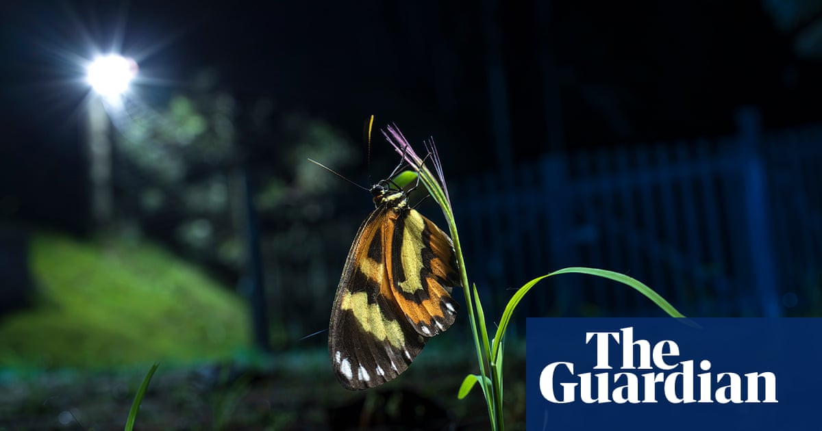 Fade to grey: as forests are cut down, butterflies are losing their colours