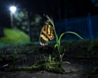 Fade to grey: as forests are cut down, butterflies are losing their colours